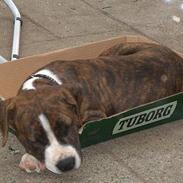 Amerikansk staffordshire terrier Spike