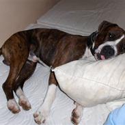 Amerikansk staffordshire terrier Spike