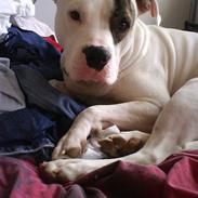 Amerikansk bulldog Rocco