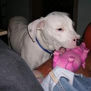 Amerikansk bulldog Rocco