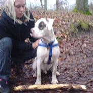 Amerikansk bulldog Rocco