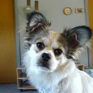 Blanding af racer Tinka 