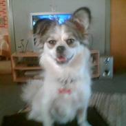 Blanding af racer Tinka 