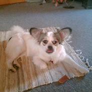 Blanding af racer Tinka 