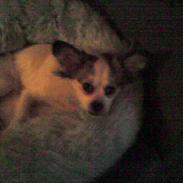 Blanding af racer Tinka 