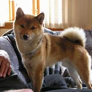 Shiba Dino