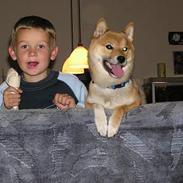 Shiba Dino