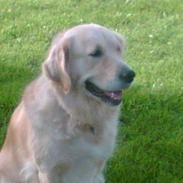 Golden retriever Buffy