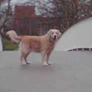 Golden retriever Buffy