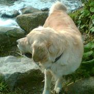 Golden retriever Buffy