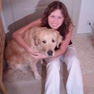 Golden retriever Buffy