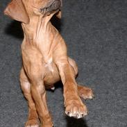 Rhodesian ridgeback ozzy