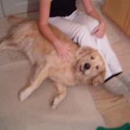 Golden retriever Buffy