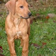 Rhodesian ridgeback ozzy