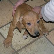 Rhodesian ridgeback ozzy