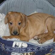 Rhodesian ridgeback ozzy