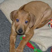 Rhodesian ridgeback ozzy