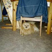 Pomeranian Quasi
