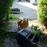 Pomeranian Quasi