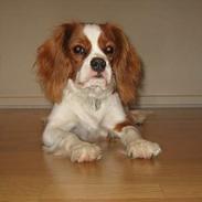 Cavalier king charles spaniel Balder