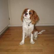 Cavalier king charles spaniel Balder