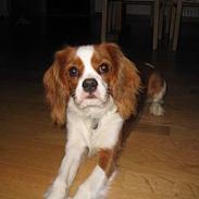 Cavalier king charles spaniel Balder