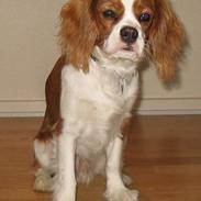 Cavalier king charles spaniel Balder