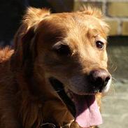 Golden retriever Rollo