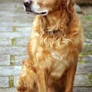 Golden retriever Rollo