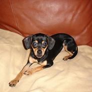 Blanding af racer /blanding Nanna