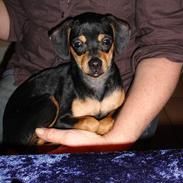 Blanding af racer /blanding Nanna