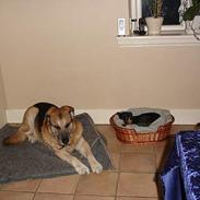 Blanding af racer /blanding Nanna