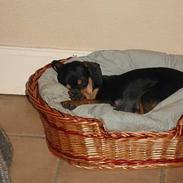 Blanding af racer /blanding Nanna