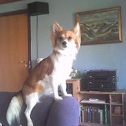 Papillon Mini