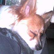 Papillon Mini