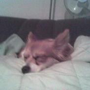 Papillon Mini