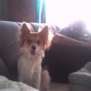 Papillon Mini