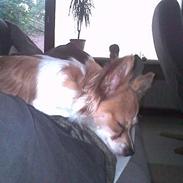 Papillon Mini