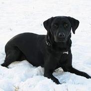 Labrador retriever (formel 1) Junior *DØD*