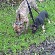 Amerikansk staffordshire terrier Rolex