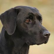 Labrador retriever (formel 1) Junior *DØD*