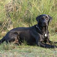 Labrador retriever (formel 1) Junior *DØD*