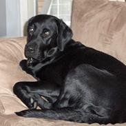 Labrador retriever Tica