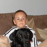 Labrador retriever Tica