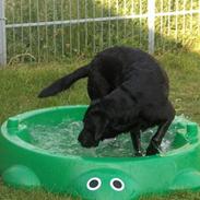 Labrador retriever Tica