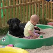 Labrador retriever Tica