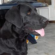 Labrador retriever Tica