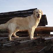 Golden retriever Sally