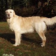 Golden retriever Sally
