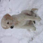 Golden retriever Sally